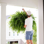 🌲BUY 1 GET 1 FREE (2 PCS)🔥48Inch Large UV Artificial Boston Ferns With Basket--No watering, No fading