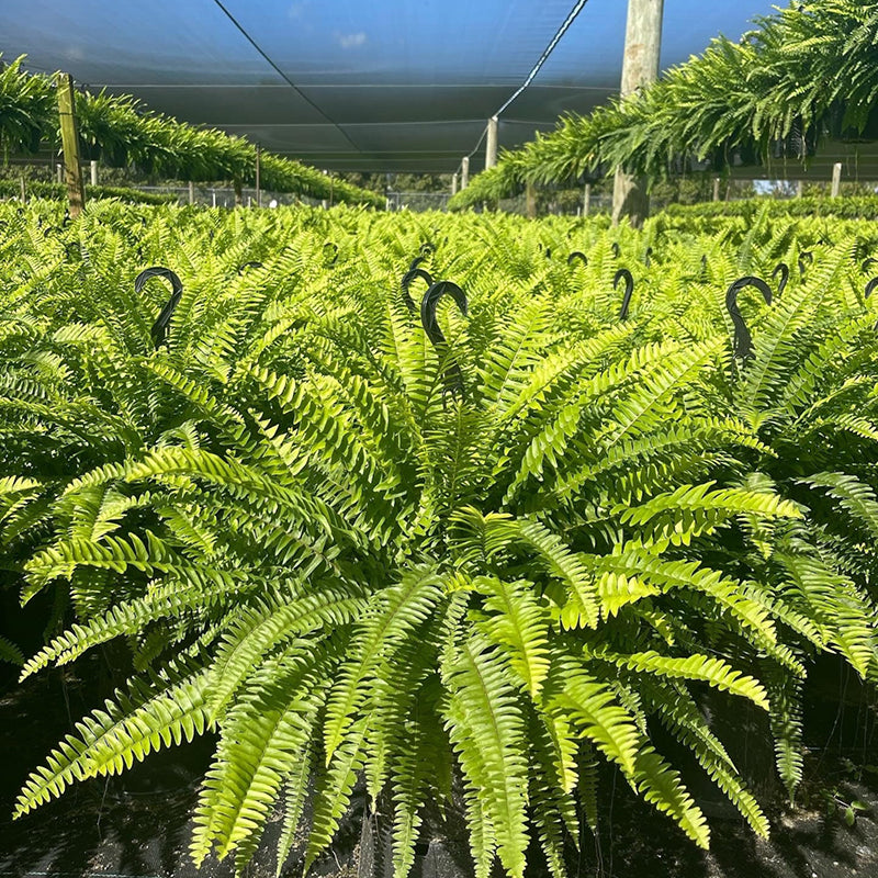 🌲BUY 1 GET 1 FREE (2 PCS)🔥48Inch Large UV Artificial Boston Ferns With Basket--No watering, No fading