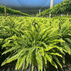 🌲BUY 1 GET 1 FREE (2 PCS)🔥48Inch Large UV Artificial Boston Ferns With Basket--No watering, No fading