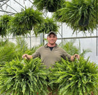 🌲BUY 1 GET 1 FREE (2 PCS)🔥48Inch Large UV Artificial Boston Ferns With Basket--No watering, No fading