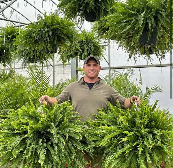 🌲BUY 1 GET 1 FREE (2 PCS)🔥48Inch Large UV Artificial Boston Ferns With Basket--No watering, No fading