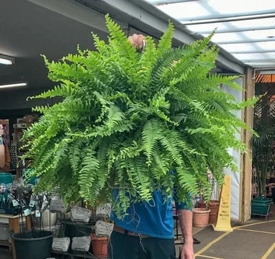 🌲BUY 1 GET 1 FREE (2 PCS)🔥48Inch Large UV Artificial Boston Ferns With Basket--No watering, No fading