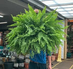 🌲BUY 1 GET 1 FREE (2 PCS)🔥48Inch Large UV Artificial Boston Ferns With Basket--No watering, No fading