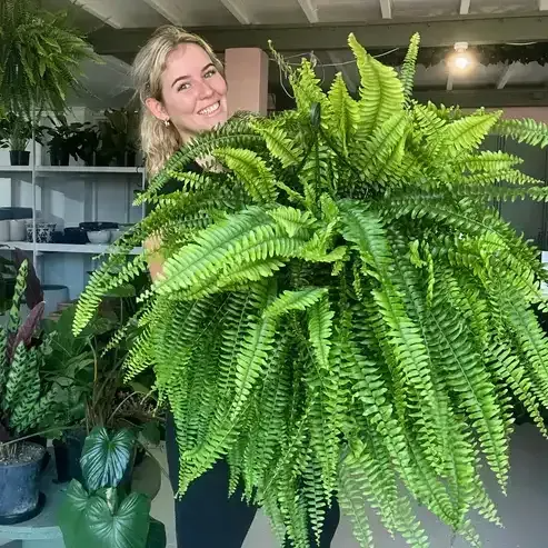 🌲BUY 1 GET 1 FREE (2 PCS)🔥48Inch Large UV Artificial Boston Ferns With Basket--No watering, No fading