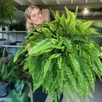 🌲BUY 1 GET 1 FREE (2 PCS)🔥48Inch Large UV Artificial Boston Ferns With Basket--No watering, No fading