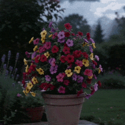 The Secret Behind Picture-Perfect Gardens That Never Need Water (Finally Revealed)